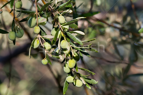 Jeunes olives branche pluie olive Photo stock © Kuzeytac