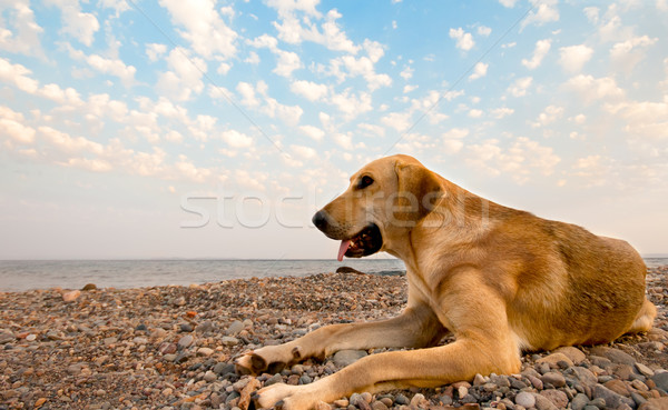 Köpek plaj gökyüzü su Stok fotoğraf © Kuzeytac