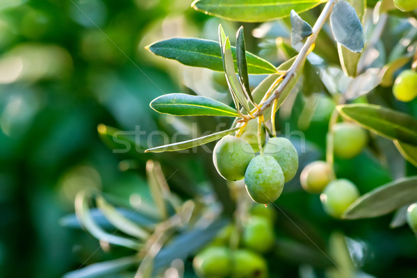 Foto d'archivio: Olive · giovani · oliva · ramo · albero