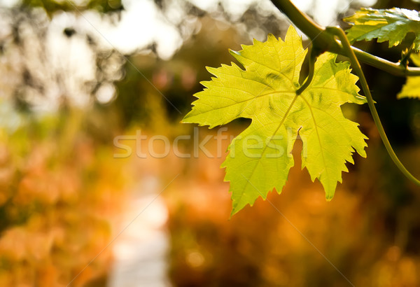 Foto stock: Uva · videira · caminho · jardim · folha · vinha