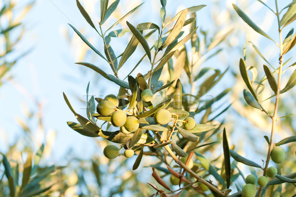 Olives On It’s Tree Branch  Stock photo © Kuzeytac