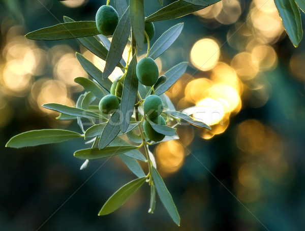 Mediterranean Gold; Olives On It’s Tree Branch Stock photo © Kuzeytac