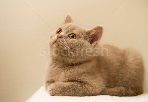 олененок британский короткошерстная котенка альтернатива прямой Сток-фото © Kuzeytac