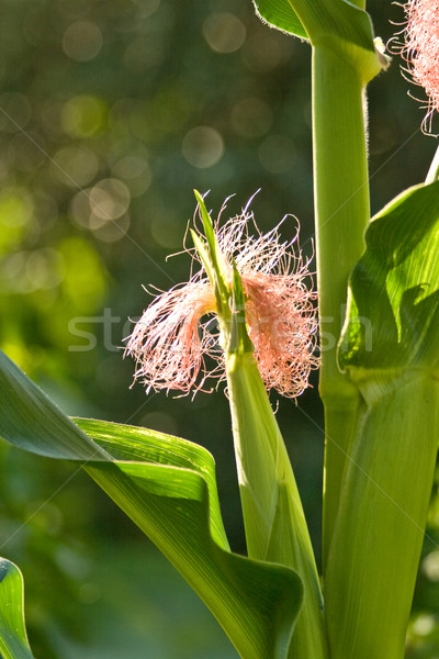 玉米 絲綢 女 光 花園 背景 商業照片 © Kuzeytac