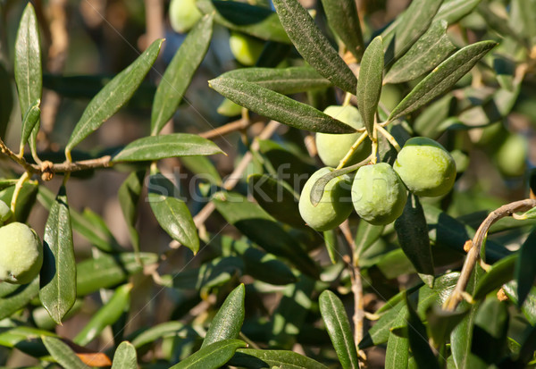 Zeytin akdeniz zeytin altın kültür Stok fotoğraf © Kuzeytac