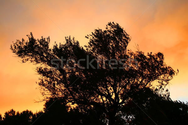Siluet gün batımı renkli duman ağaç Stok fotoğraf © Kuzeytac