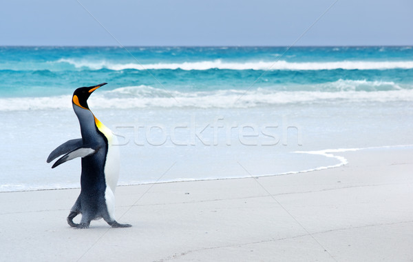 Rei pinguim praia voluntário ponto ilhas malvinas Foto stock © kwest