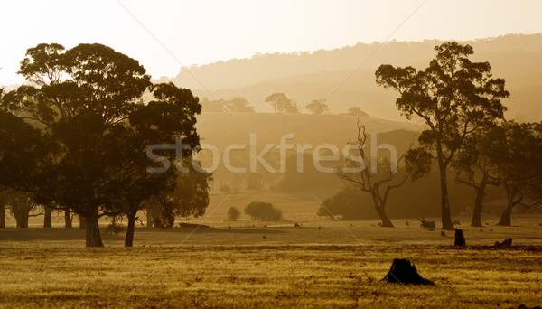 Rural Sunset Stock photo © kwest