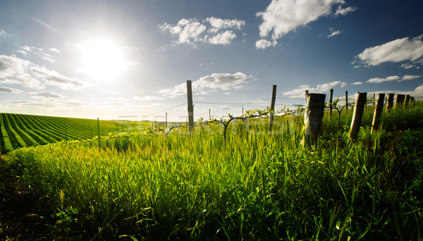 Voorjaar vallei wijngaard wolken zon natuur Stockfoto © kwest