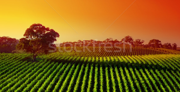 Naplemente szőlőskert gyönyörű tájkép nagy íny Stock fotó © kwest