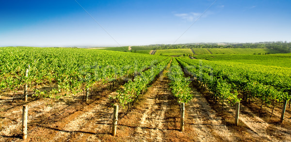 Groene wijngaard zomer wolken gras natuur Stockfoto © kwest