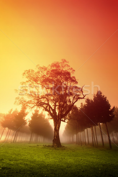 Nebligen sunrise farbenreich Wald Sonnenuntergang Natur Stock foto © kwest