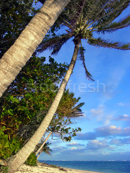 Klassiek palmen oceaan Blauw zand eiland Stockfoto © kwest