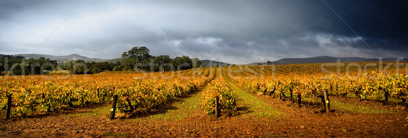 Stormy Vineyard Stock photo © kwest