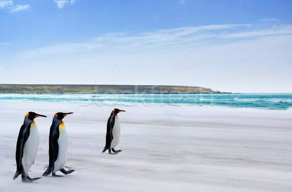 Koning falkland eilanden hemel zand lopen golven Stockfoto © kwest