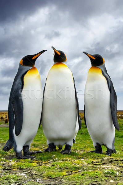 Three King Penguins Stock photo © kwest