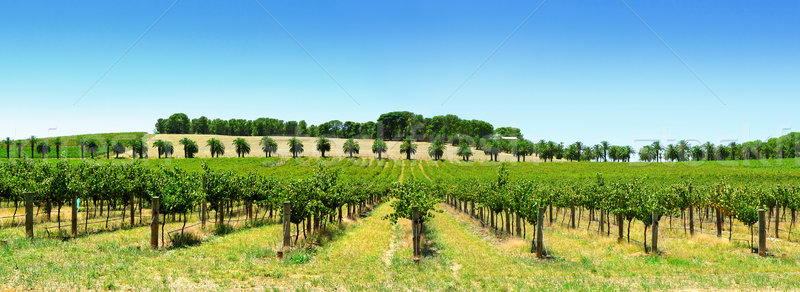 Vineyard Panorama Stock photo © kwest