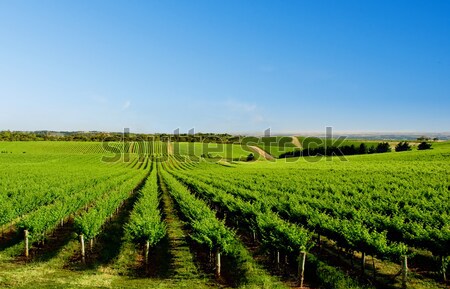 Vert vignoble paysage coloré une arbre Photo stock © kwest