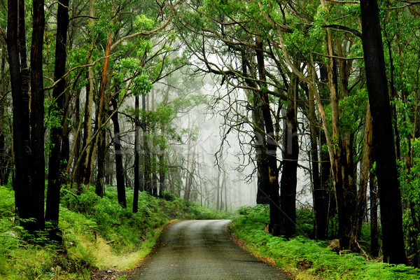 森林 道路 霧 距離 背景 樹 商業照片 © kwest