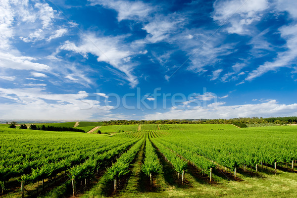 Une arbre colline vignoble australie du sud nuages Photo stock © kwest