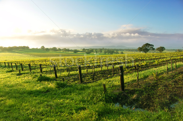 Vina amanecer cielo primavera hierba vino Foto stock © kwest