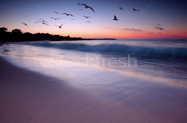 Coucher du soleil beauté vagues plage oiseaux battant [[stock_photo]] © kwest