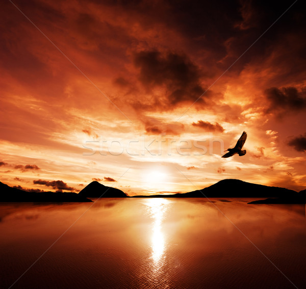 Liberdade mar pássaro surpreendente pôr do sol Foto stock © kwest