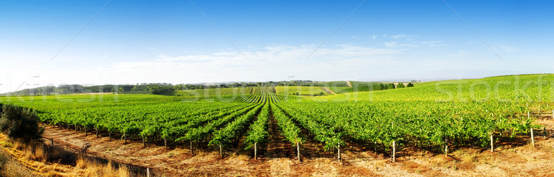Vignoble panorama adelaide collines nuages herbe Photo stock © kwest