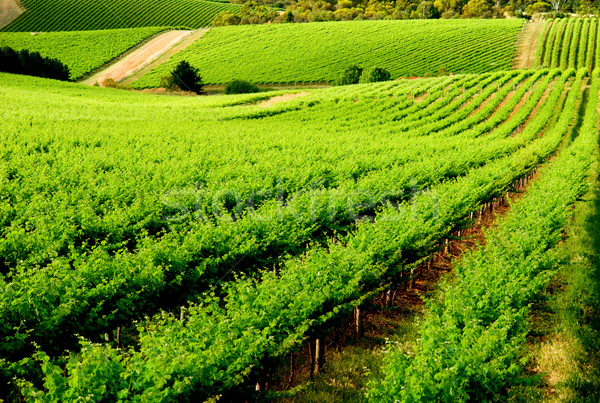 Wijngaard mooie groene wolken gras Stockfoto © kwest