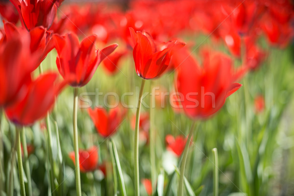 Beautiful red tulips in field in spring. Stock photo © kyolshin