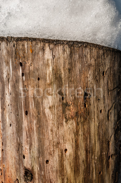 Nature background of stump with snow on it. Stock photo © kyolshin