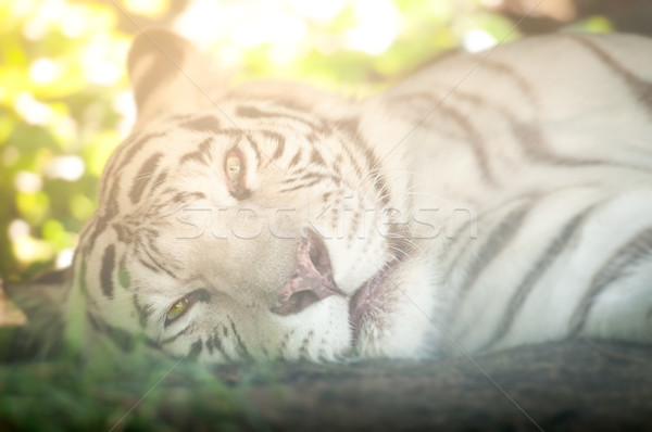 White Tiger Lying Down and Looking at Camera Stock photo © kyolshin