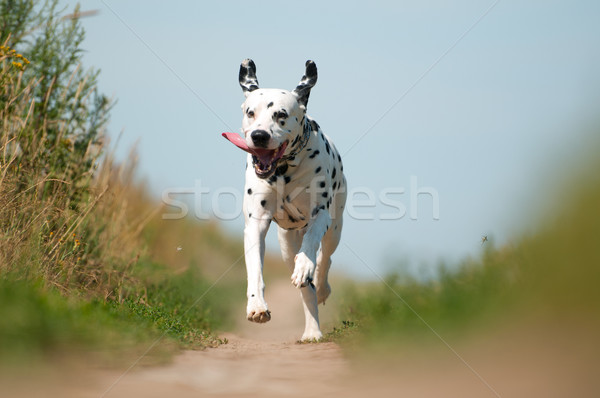 Front View of Dalmatian Dog Running on Path Stock photo © kyolshin