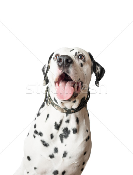 Funny dalmatyński psa język wiszący na zewnątrz Zdjęcia stock © kyolshin