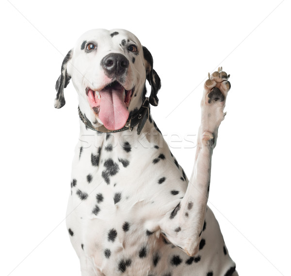 Dalmatian with tongue hanging out waves its paw. Stock photo © kyolshin