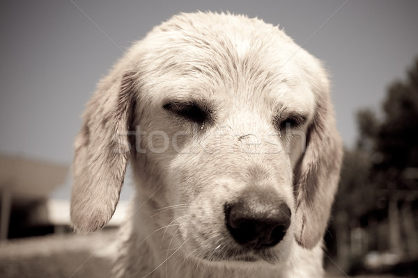 Foto stock: Triste · cachorro · foto · antiga · sem · casa · bebê · cão