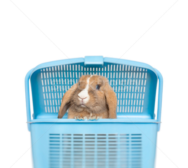 little rabbit in basket Stock photo © kyolshin