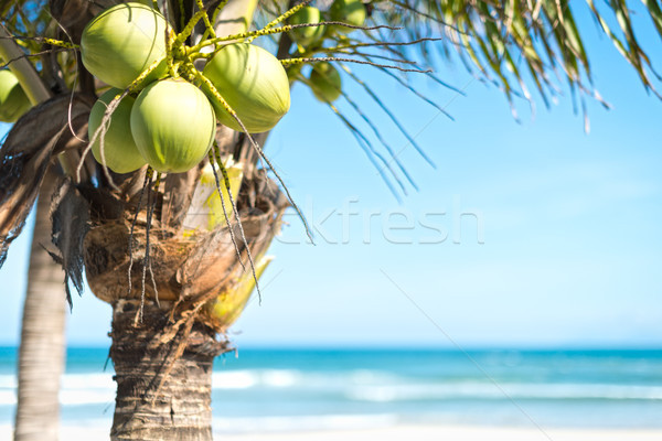 Coconut palm with sky and ocean background. Stock photo © kyolshin
