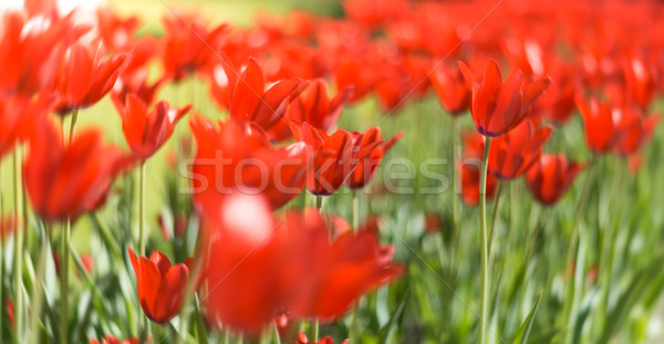 Beautiful red tulips in field in spring. Stock photo © kyolshin