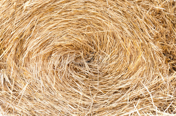 haystack detail Stock photo © kyolshin