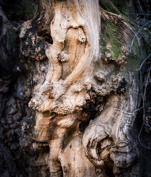 Schors oude boom gedetailleerd Stockfoto © kyolshin