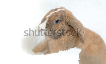 Funny cute rabbit with blue eyes sitting in snow. Stock photo © kyolshin