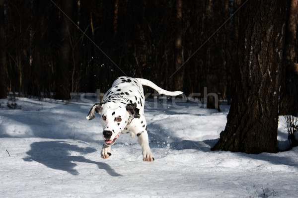 jumping dog Stock photo © kyolshin