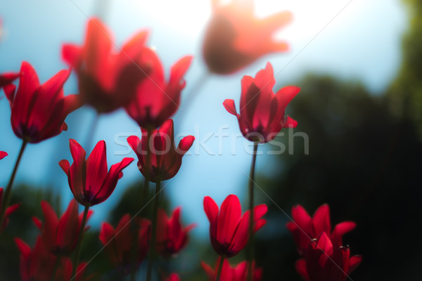 Beautiful red tulips in field in spring. Stock photo © kyolshin