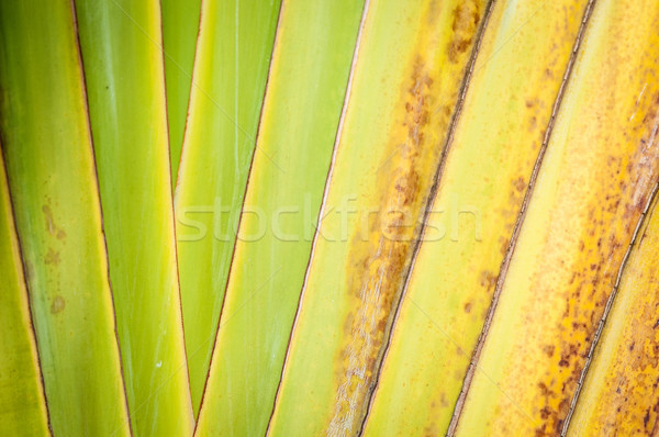 Close up of dry palm leaf as abstract background. Stock photo © kyolshin