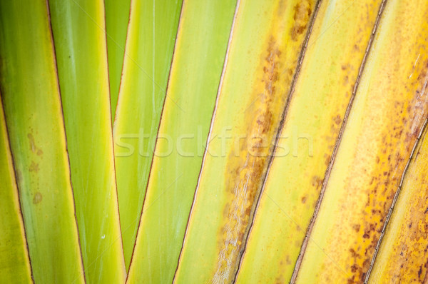 Sécher feuille de palmier résumé vert jaune [[stock_photo]] © kyolshin