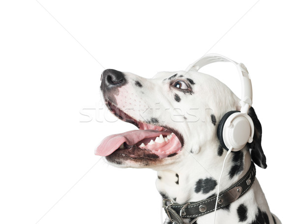 達爾馬提亞 狗 頭戴耳機 打開 口 商業照片 © kyolshin