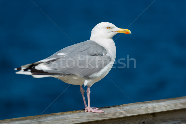 Foto stock: Gaivota · em · pé · água · beira-mar · azul