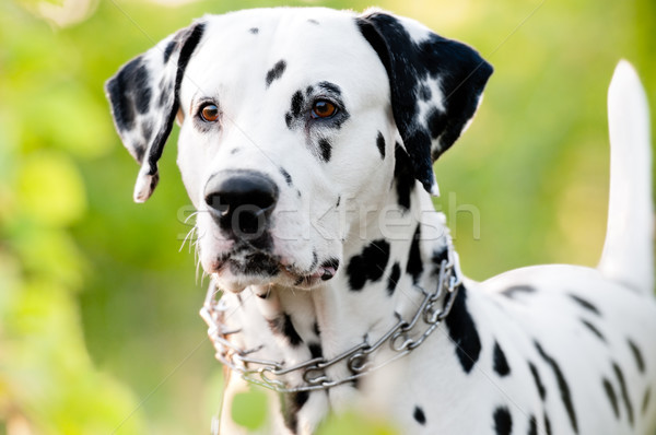 Bella giovani dalmata cane natura piedi Foto d'archivio © kyolshin