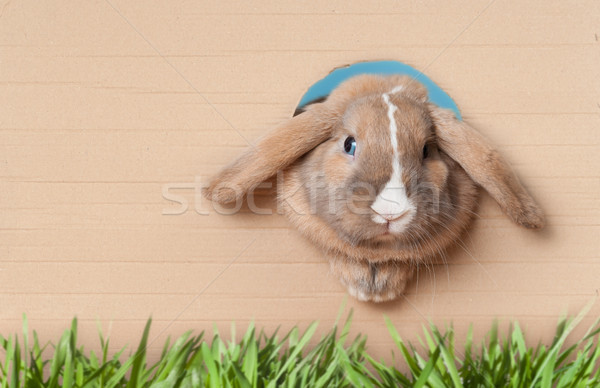Pequeño vacaciones agujero cute hermosa conejo Foto stock © kyolshin